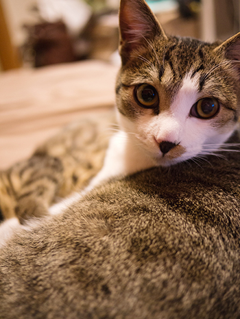 neko_imageoptim.png